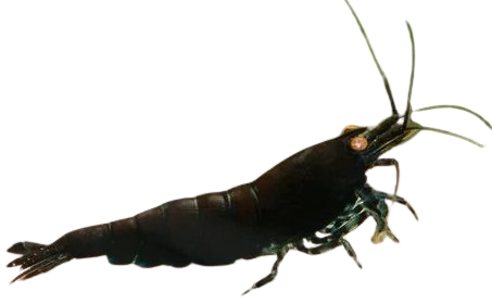 Zwerggarnelen category icon/image