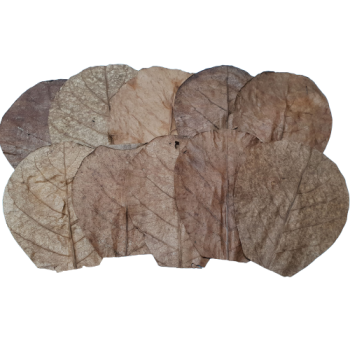 Seemandelbaumblätter S (10-15cm)