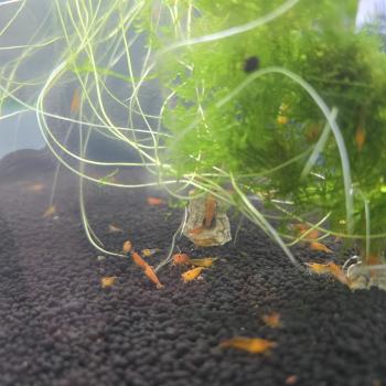 Preview: Orange Fire (DNZ)