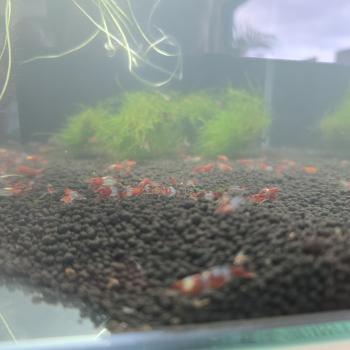 Preview: Red Rili (DNZ)