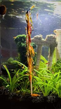 Preview: GW Shrimp Sticks Set #2 (5x11 Stück)