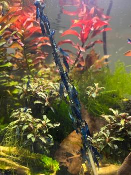 Preview: GW Shrimp Sticks Set (8x11 Stück) + 2 Halter