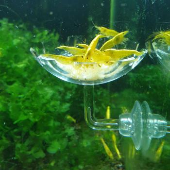 Preview: ST Futter-Blume mit Saugnapf