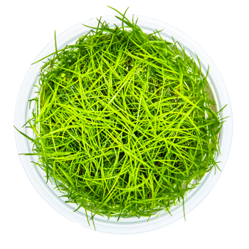 Preview: Eleocharis acicularis