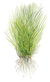 Preview: Eleocharis acicularis