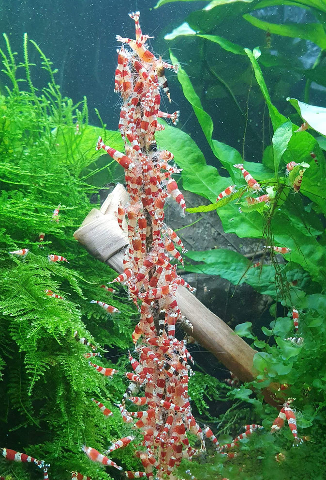 Shrimp Lollies Red Mosquito Larvae (Pack of 10) / Shrimp
