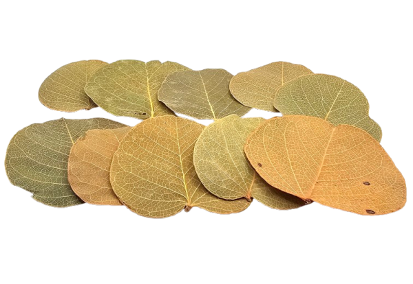 Moneta-Blätter (10 Stück)