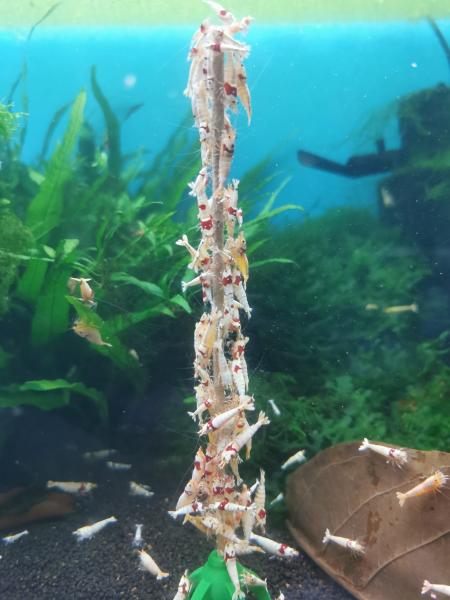 Shrimp Lollies, Garnelen Lollies, Garnelen Lutscher, Futterstangen