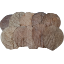 Seemandelbaumblätter S (10-15cm)