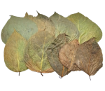 Dadap-Blätter (10 Stück)